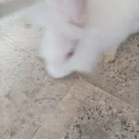 خرگوش چشم صورتی