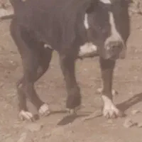 سگ پیتبول|سگ|قزوین, |دیوار