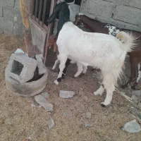 بز و گوسفند|حیوانات مزرعه|ایرانشهر, |دیوار