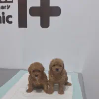 تو له پودل فرفری و باهوش