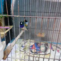 فنج گلدین13عدد|پرنده|پاکدشت, پاکدشت (مامازند)|دیوار