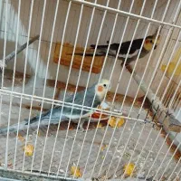 عروس هلندی سیامون