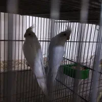 عروس هلندی آلبینو مولد کار حلقه ب پا|پرنده|قم, نوبهار|دیوار