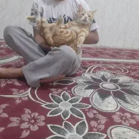 گربه پت