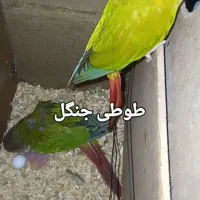 یک جفت گرینچیک مولد