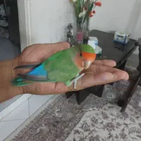 کوتوله دستی و بازیگوش|پرنده|مشهد, امیریه|دیوار