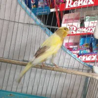 قناری ماده آماده کشیده|پرنده|رشت, جانبازان|دیوار