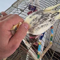 ۲ عدد عروس هلندی فول دستی