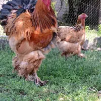 جوجه و تخم نطفه دار برهما