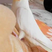 عروس هلندی گم شده