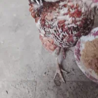 نیمچه خروس و مرغ گلین