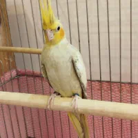 جفت عروس هلندی مولد کارداده سخنگو حلقه پا|پرنده|بومهن, |دیوار