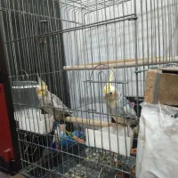 دوتا پرنده عروس هلندی