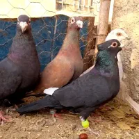 کفتر کاکلی سرخ  زاغ قره مینا