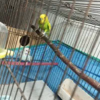 مرغ عشق مولد|پرنده|رشت, باهنر|دیوار