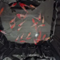 فروش ماهی قرمز|ماهی|بروجن, |دیوار