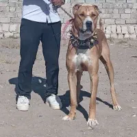 واگذاری چندقلاده سگ و خواستارسگ