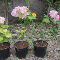 گلکده ناز. برگ سیکاس موجود