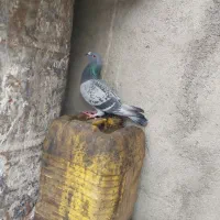 کفتر|پرنده|بیرانوند, |دیوار