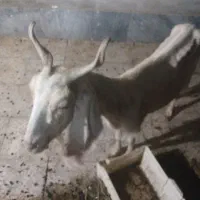 با سلام یک بز تمیز