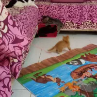 نگهداری شبانه روزی سگ و گربه در منزل|خدمات پیشه و مهارت|اصفهان, خانه اصفهان|دیوار