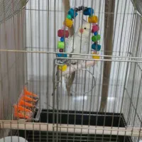 عروس هلندی ماده