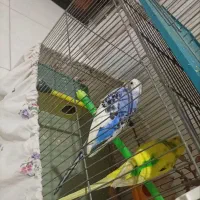 مرغ عشق نر و ماده