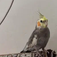 عروس هلندی نر