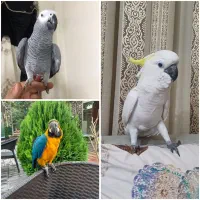 کاسکو کاکادو طوطی ارافروش فوقالعاده ویژه وخ...رید