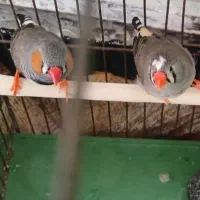 یک جفت فنچ زیبا و سرحال آماده تخم گذاری