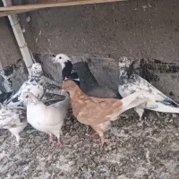 ده عدد مخلفه بسیار کار درست