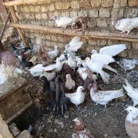 کبوتر پرشی|پرنده|اصفهان, قائمیه|دیوار
