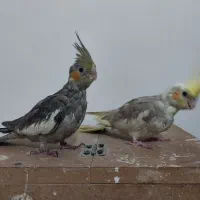 پرنده|پرنده|زابل, |دیوار