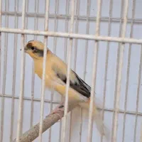 قناری ماده آماده