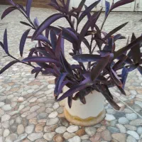 گل خانگی|گل و گیاه طبیعی|میاندوآب, |دیوار