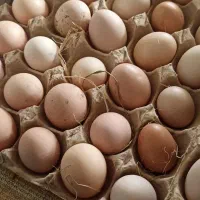 تخم مرغ محلی نطفه دار
