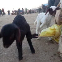 بره شیری ماده ویک نر|حیوانات مزرعه|بجنورد, |دیوار