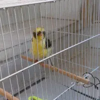 قناری فرآجی فول|پرنده|مشهد, رسالت|دیوار