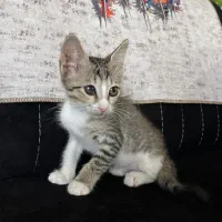 واگذاری گربه