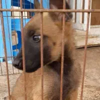 malineviz malinois مالینوا مالینویز بلژیکی نگهبان|سگ|تهران, زعفرانیه|دیوار