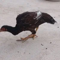 مرغ خروس جوانه|پرنده|جالق, |دیوار