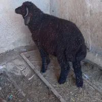 بره نر عربی