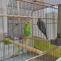 مرغ عشق