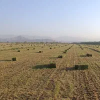 یونجه|خدمات باغبانی و درختکاری|حاجی آباد, |دیوار