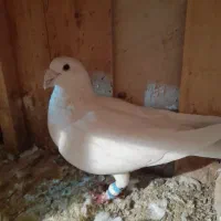 زرد دم سفید هومر|پرنده|قم, چهار مردان|دیوار