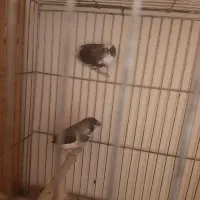 قناریفنج|پرنده|اردبیل, |دیوار