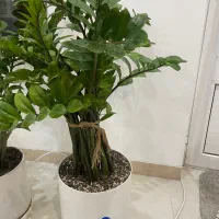 زامفولیا غول پیکر|گل و گیاه طبیعی|یزد, |دیوار