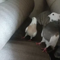 یک جفت کبوتر طوقی