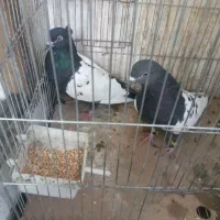 کبوترطوقی وسرتای