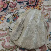 فسیل صدف کاملا سالم